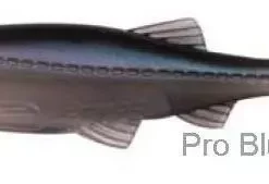 Biwaa Kapsiz 5in Soft Plastics 8 Biwaa Kapsiz 5in Soft Plastics -Fishing Sales 2023 Biwaa Kapsiz 5in Soft Plastics Pro Blue Freddys 5181a59d 6ee4 43dc 8ae2 5c9aa27402ab