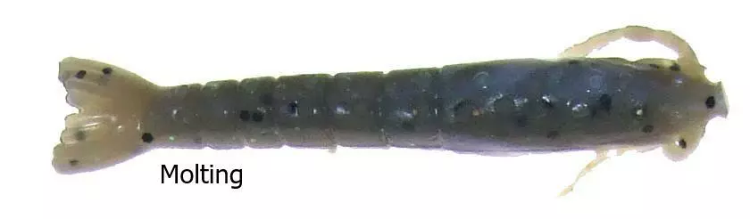 Berkley Gulp Shrimp Lures 4 Berkley Gulp Shrimp Lures - Image 2