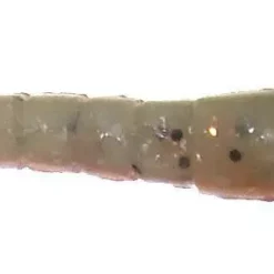 Berkley Gulp Shrimp Lures 12 Berkley Gulp Shrimp Lures -Fishing Sales 2023 GSSH NP New penny a8ebefeb 981e 4697 b397 1b883e540af7