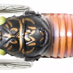 Tiemco Soft Shell Cicadas 11 Tiemco Soft Shell Cicadas -Fishing Sales 2023 TIEMCO Soft Shell Cicada 123 Black Gold Freddys f3c960dd 6e80 41ea 9bf3 780afa4426fe