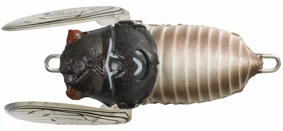 Tiemco Soft Shell Cicadas 5 Tiemco Soft Shell Cicadas - Image 3