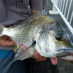 TT Tournament HWS Jigheads 9 TT Tournament HWS Jigheads -Fishing Sales 2023 TT 2 Freddys 86b975d7 3ed5 43a8 82f9 db255e11f87b