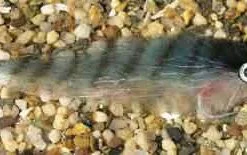 Enrico Puglisi Inshore/Offshore Mackerel Saltwater Fly