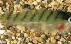 Enrico Puglisi Inshore/Offshore Tinker Mackerel Saltwater Fly