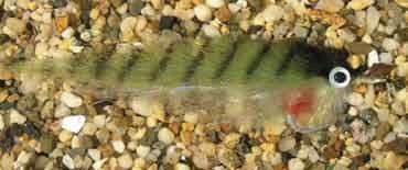 Enrico Puglisi Inshore/Offshore Tinker Mackerel Saltwater Fly 3 Enrico Puglisi Inshore/Offshore Tinker Mackerel Saltwater Fly