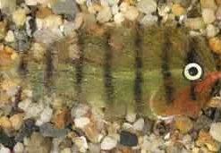 Enrico Puglisi Mangrove Baitfish Oscar Saltwater Fly