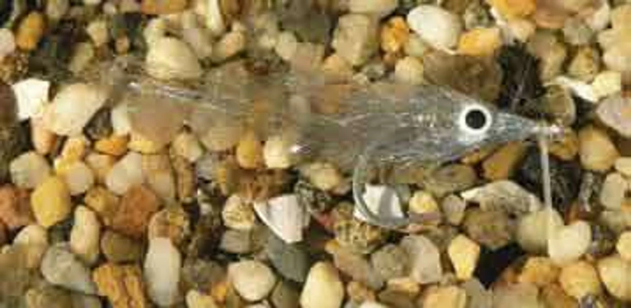 Enrico Puglisi Minnow Bay Anchovy Saltwater Fly 3 Enrico Puglisi Minnow Bay Anchovy Saltwater Fly