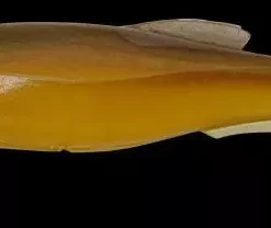 Megabass Magdraft Lures -Fishing Sales 2023 magdraft6inch 22 gold ayu Freddys 86563365 5c5d 4734 b3c6 8f9779d43641