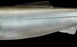 Megabass Magslow Lures