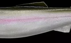 Megabass Magslow Lures -Fishing Sales 2023 magslowl 5 pearl shad Freddys c0f35fb0 1322 4dcc b175 d933c3017bd8