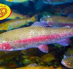 Rio Powerflex Trout Leader