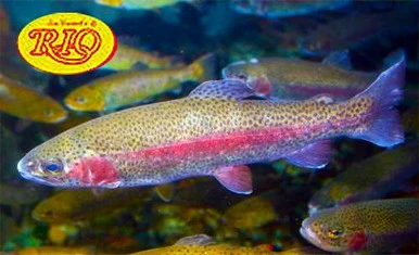 Rio Powerflex Trout Leader 3 Rio Powerflex Trout Leader